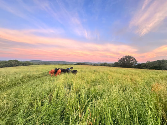 Grass-Fed vs Grass-Finished Beef: What’s the Real Difference?