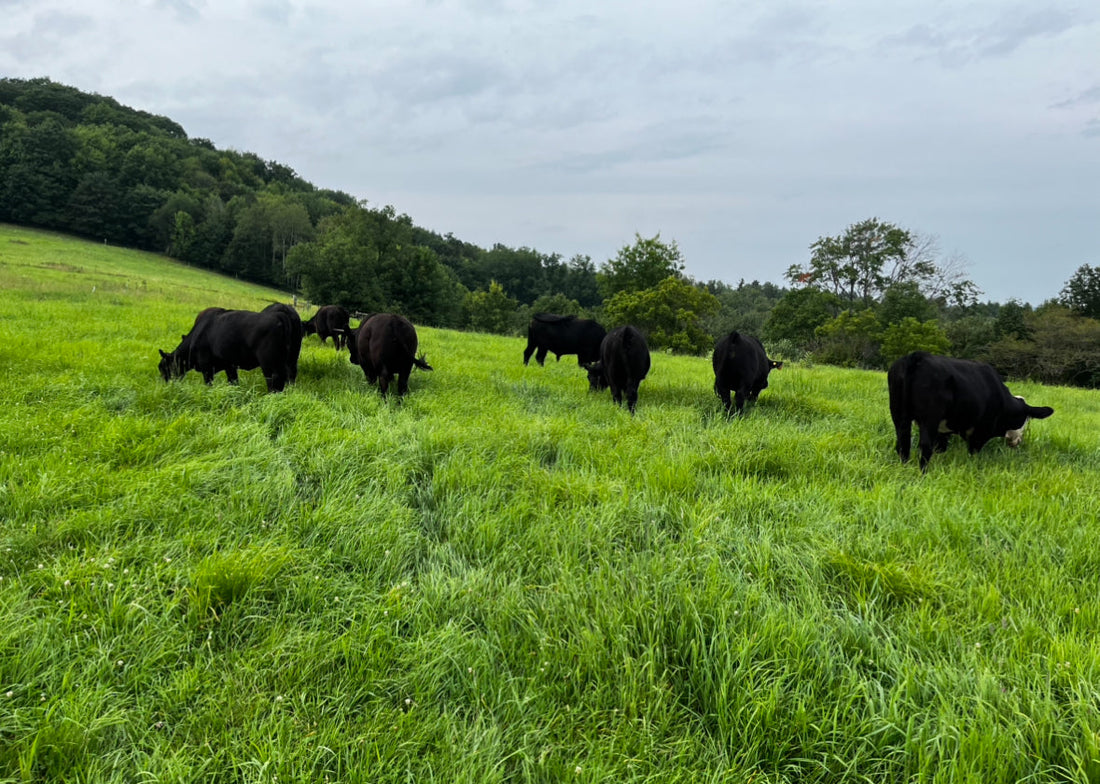 Regenerative Farming Explained: How It Makes Meals Easier for Families