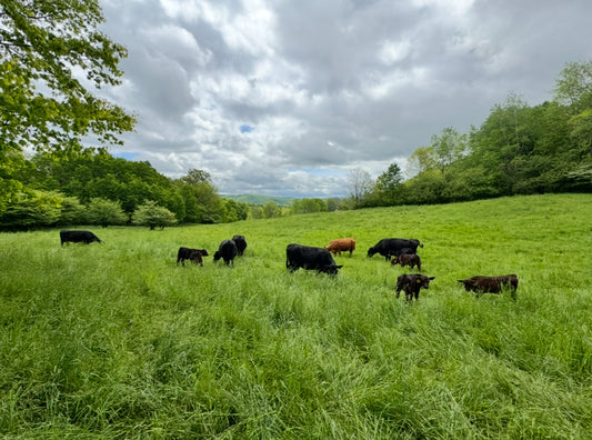 Cattle grazing on regenerative pasture