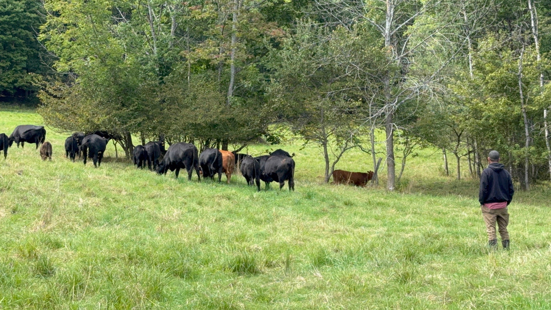 Is Grass-Fed Beef Healthier?