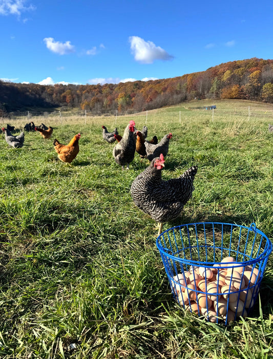 What “Pasture-Raised” and “Organic” Actually Mean (And Why the Details Matter)