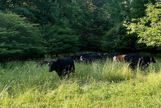 Is Regenerative Meat Worth the Cost?