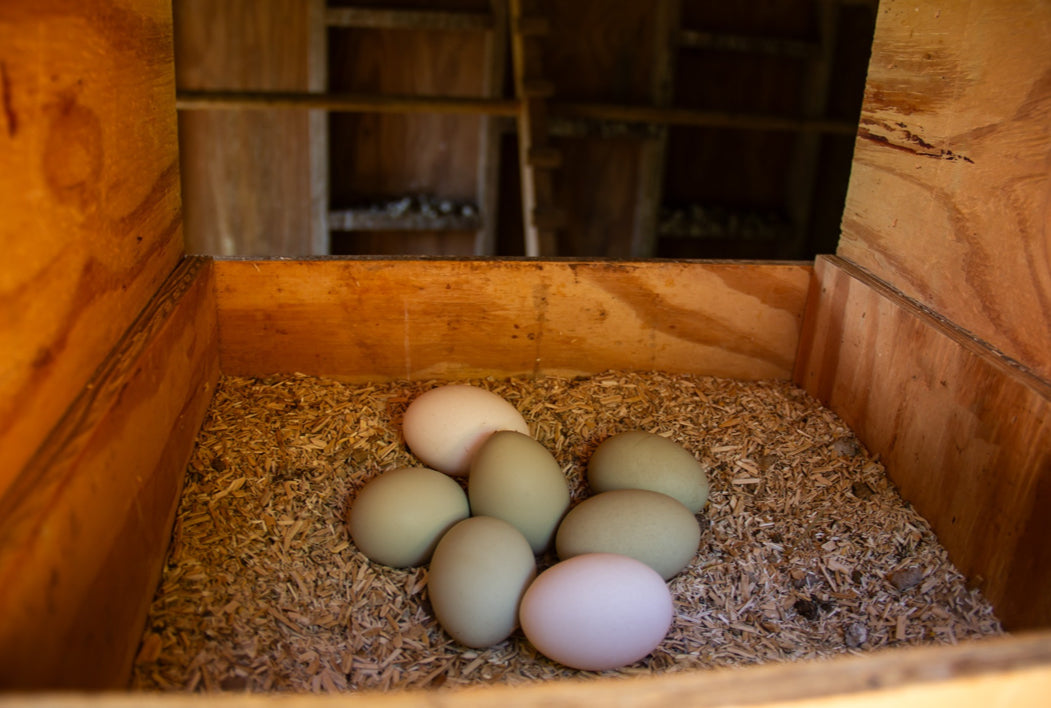 Organic Corn-Free Layer Feed, 50lbs image 3