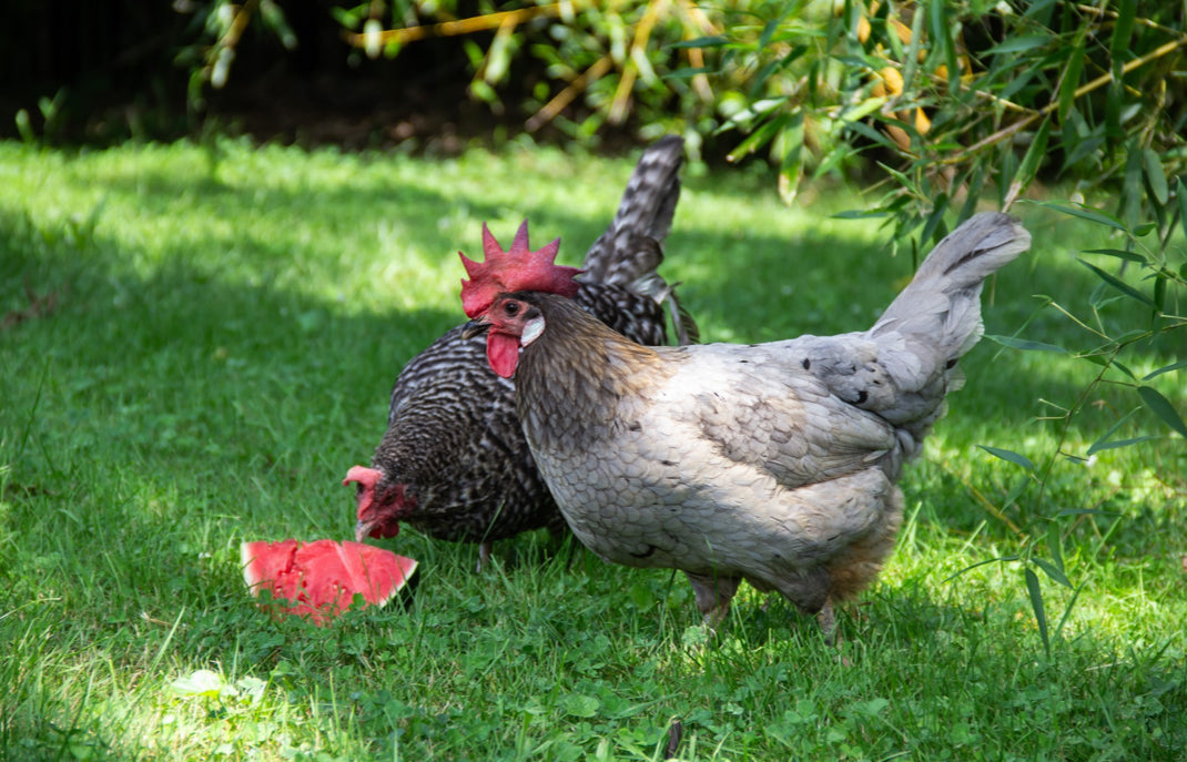 Organic Classic Grind Layer Feed, 50lbs image 2