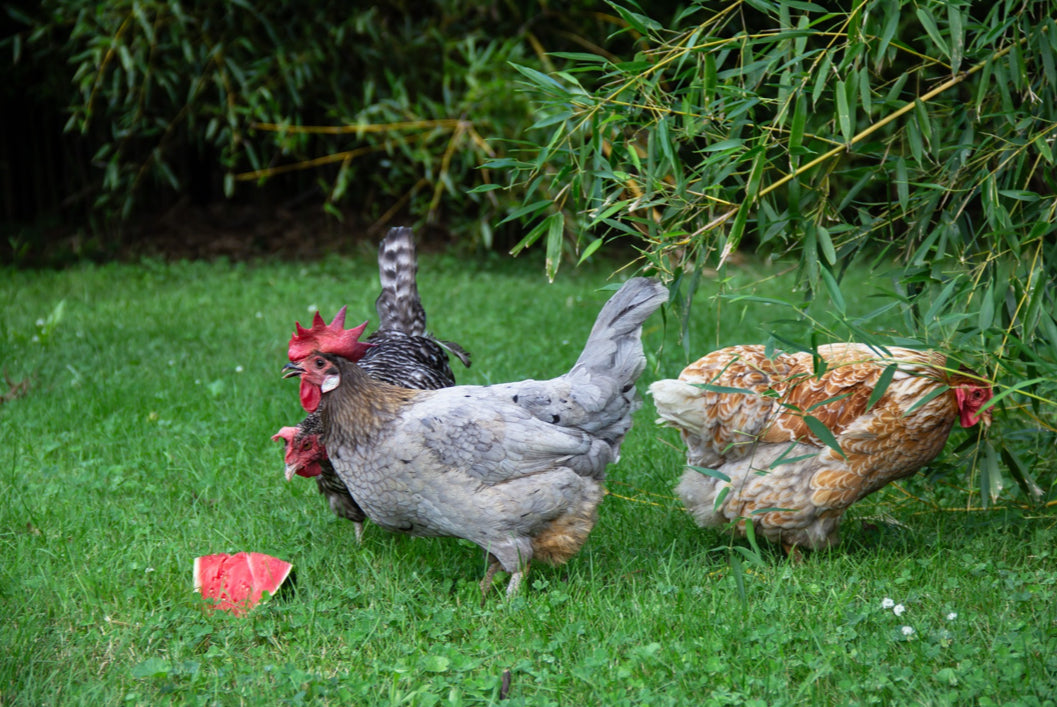 Organic Corn-Free Layer Feed, 50lbs image 2