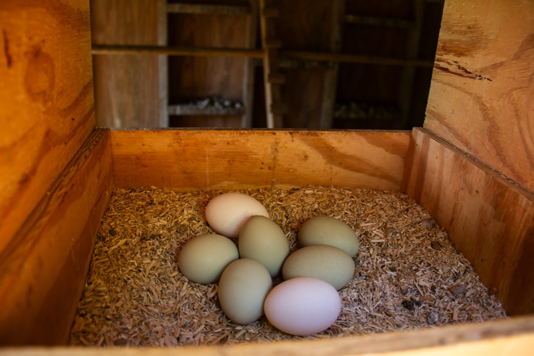 Organic Classic Grind Layer Feed, 50lbs image 3