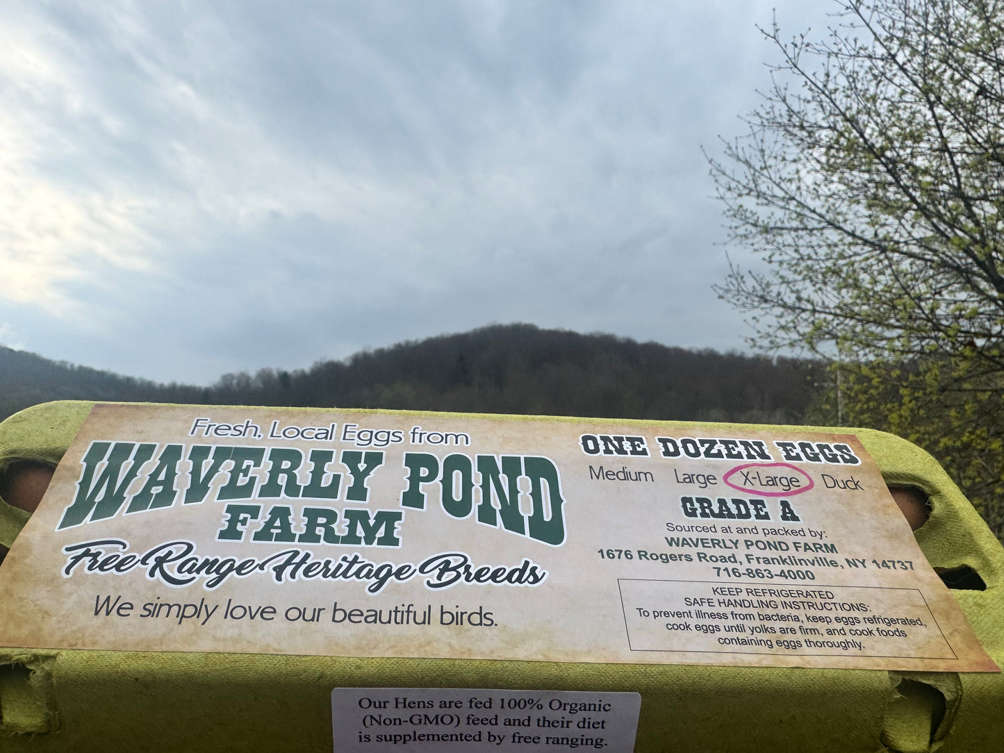 Eggs Free-Range image 0