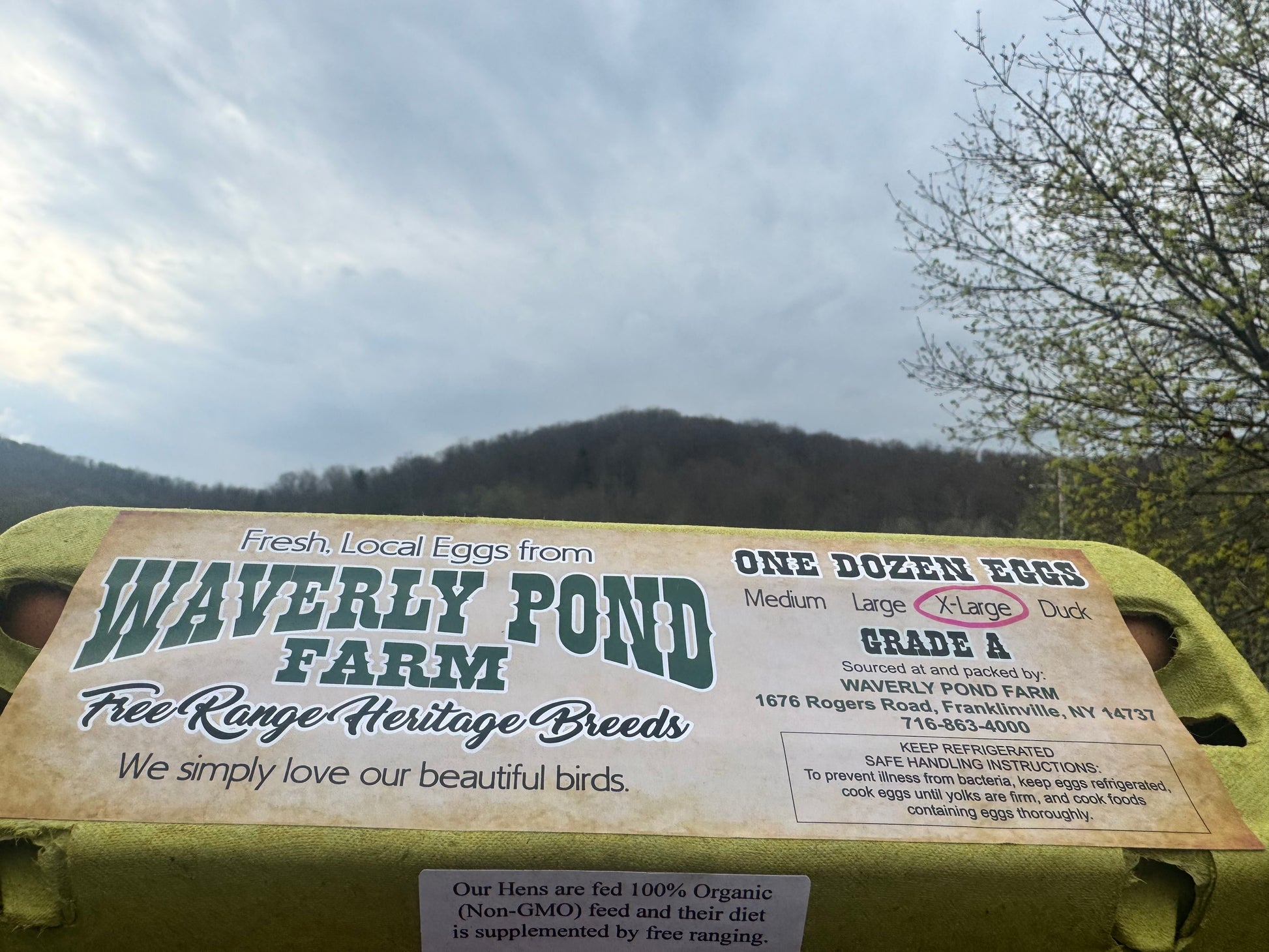 Eggs Free-Range image 0